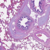 Hematoxylin G3