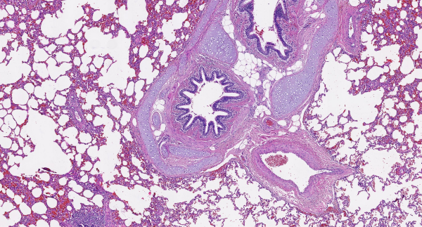 Hematoxylin G3